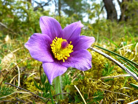 Fotos gratis prado púrpura pétalo primavera botánica azul flora