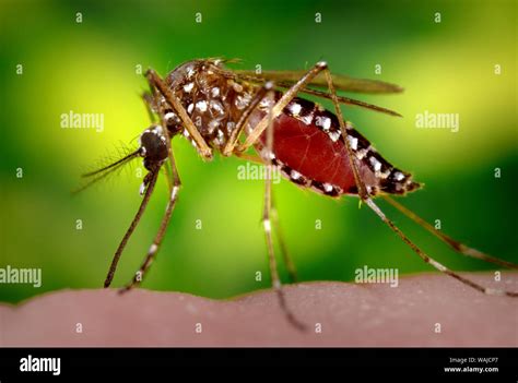 This photograph depicts a female Aedes aegypti mosquito as she was in ...