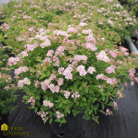 Spiraea Japonica Little Princess Japanese Spirea From Home Nursery