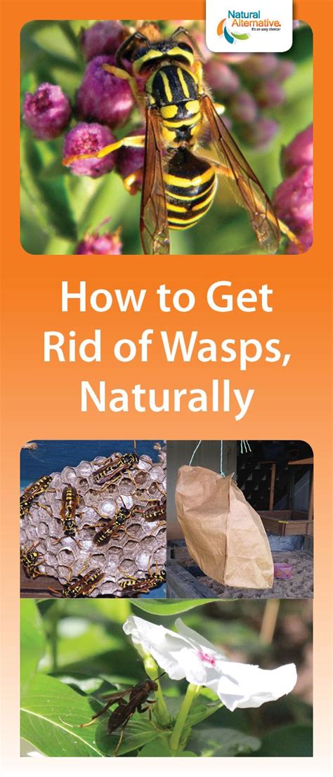 How To Get Rid Of Wasps Naturally Get Rid Of Wasps Natural Wasp