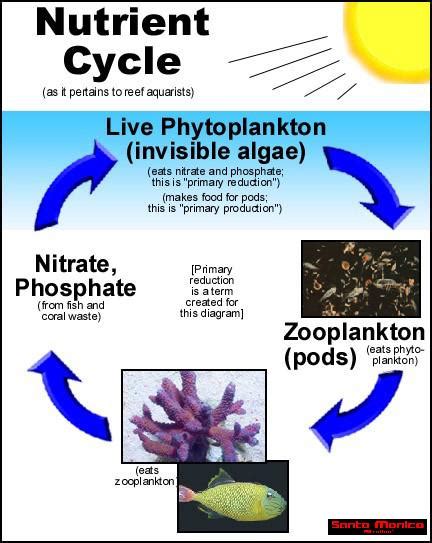 Nutrient Cycle Diagram : r/ReefTank