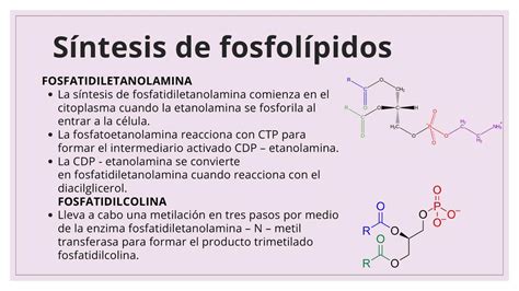 Síntesis de Fosfolípidos