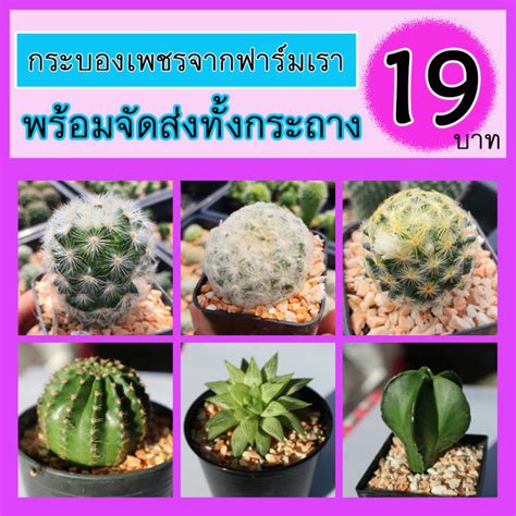 🌵🌵กระบองเพชร เริ่ม 19 บาท ต้นใหญ่ๆ สั่ง 10 แถม 1 ต้น สินค้าพร้อม