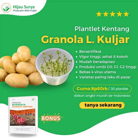 Jual Paket 15 Pot Isi 30 Plantlet Kentang Granola L Kultur Jaringan