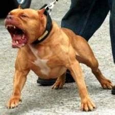 17 Barks: The problem with pit bulls, part I