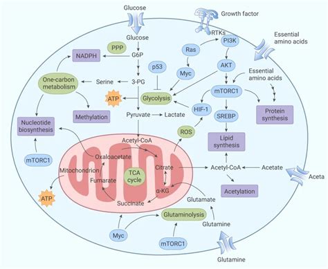 靶向肿瘤代谢助力攻克癌症 MedChemExpress 技术前沿 资讯 生物在线