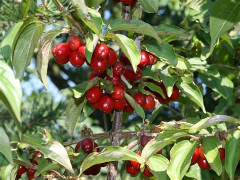 Кизил Ягода Фото И Описание Кустарника – Telegraph