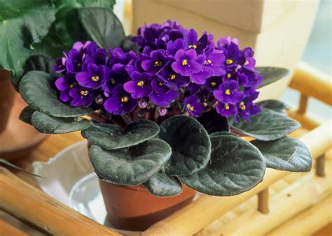 How To Repot African Violets