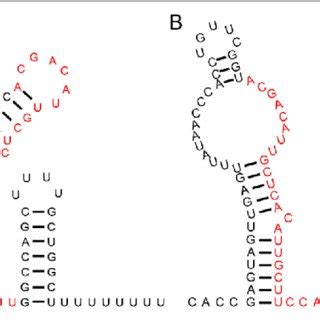 The Secondary Structure Of Ryhb A And Ryhb B In S Enteritidis