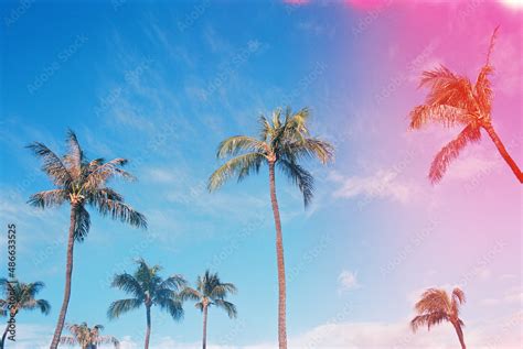 Hawaii Palm Trees Stock Photo | Adobe Stock