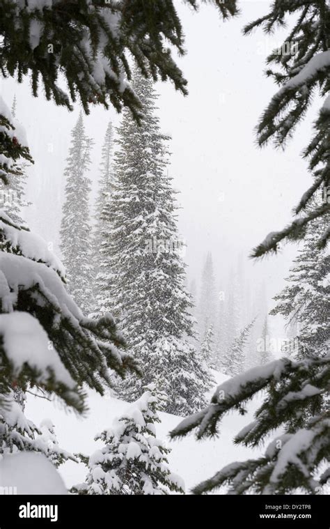 Subalpine Forest Hi Res Stock Photography And Images Alamy