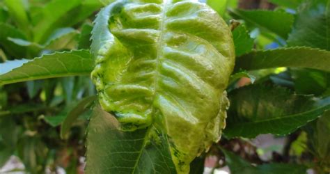 Peach Curly Leaf Treatment