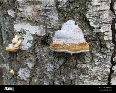 Birch Polypore Piptoporus Betulinus Bracket Fungus On Birch Tree Stock