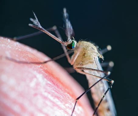 Culex Pipiens On Human Skin Stock Photo - Download Image Now - iStock