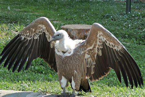 Гриф: описание птицы, виды, фото, размножение, среда обитания (ареал)