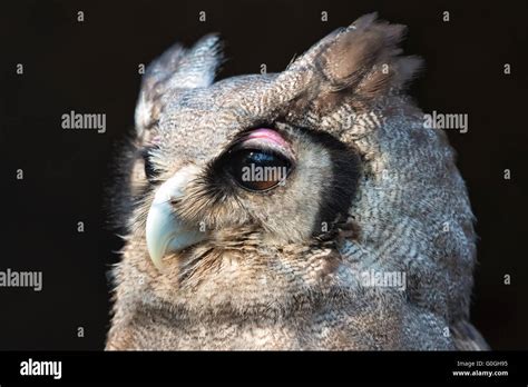 Verreaux Eagle Owl Hi Res Stock Photography And Images Alamy