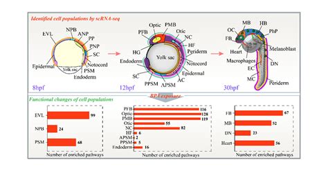 Single-Cell Sequencing Reveals Heterogeneity Effects of Bisphenol A on