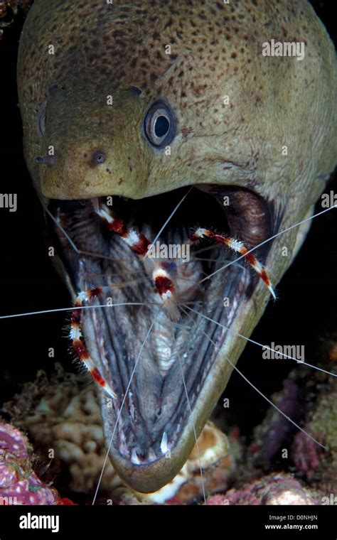 Moray Eel Jaw Turns Out That Eels Actually Have A Second Mouth And