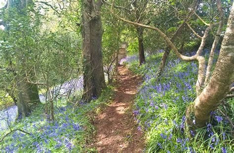 Best Places To See Bluebells In Cornwall Aspects Holidays