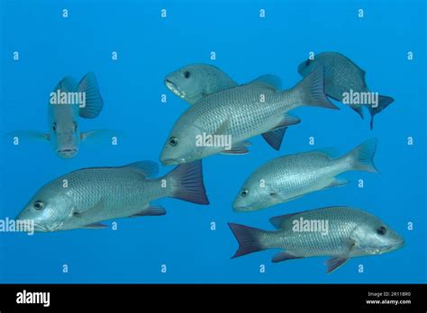 Group Of Mangrove Red Snapper Lutjanus Argentimaculatus House Reef