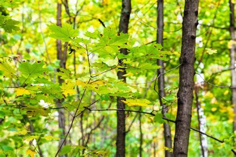 Hojas De Arce Verdes Y Amarillas En La Ramita En El Bosque Foto Premium