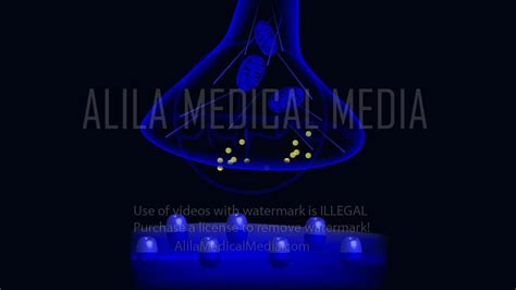 Alila Medical Media | Chemical synapse at work, animation. | Medical ...