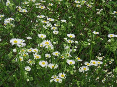 Erigeron White In The Summer Garden Stock Image Image Of Fresh