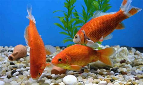What Do Fish Eat? A Guide To Feeding Your Pet Fish | BeChewy