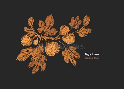 Figs Branch Vector Nature Tree Raw Fruit Sketch Stock Vector