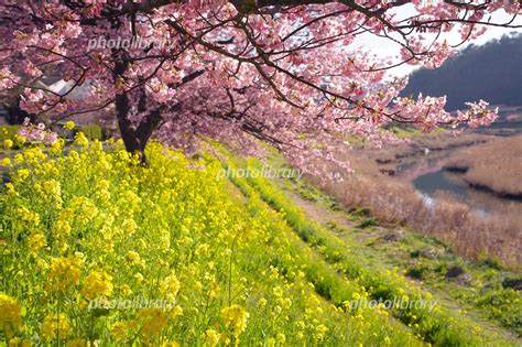 河津桜と菜の花畑 写真素材 436725 フォトライブラリー Photolibrary