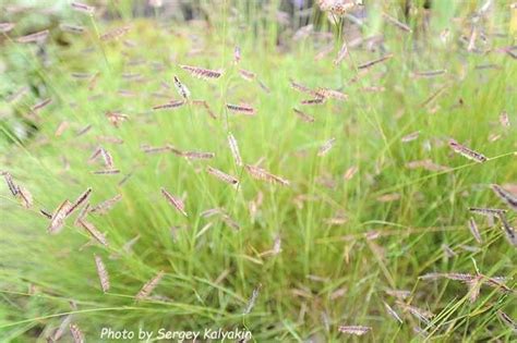 Бутелуа изящная | Garden, Plants, Photo