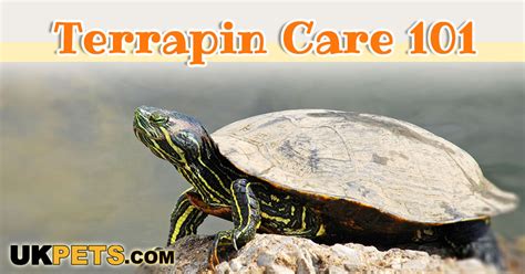 Terrapin Care Guide Uk Pets