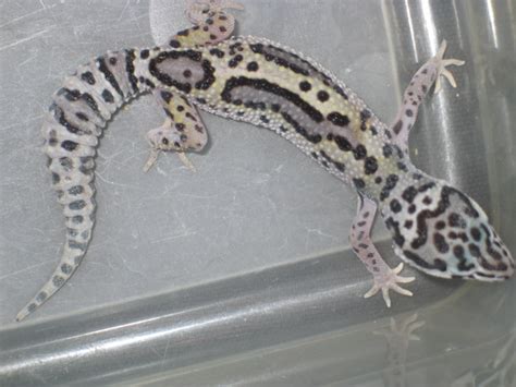 What's Up With the Gecko Time Editors? - Gecko Time - Gecko Time