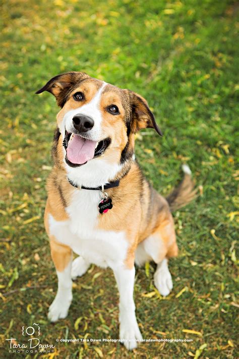 Pet Portraits – Tara Dawn Photography | colorado's premier portrait ...