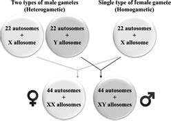Definition Of Sex Determining Mechanisms Chegg