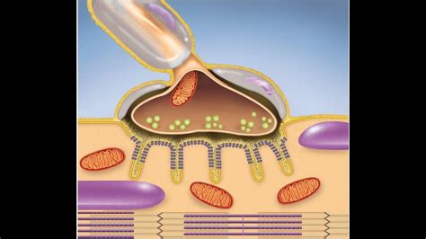 Neuromuscular Junction Animation