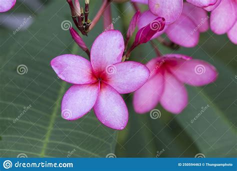 Frangipani Flowers On A Frangipani Tree Stock Image Image Of Bloom