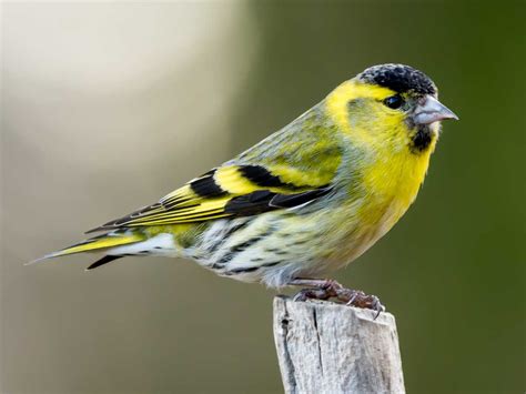 Only fifty years ago the siskin was a bird rarely seen in the garden