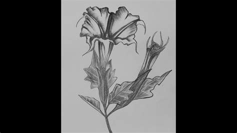 Datura Flower Drawing Osr Youtube