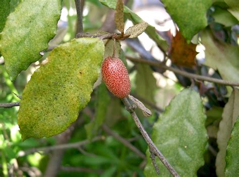 Elaeagnus pungens - UF/IFAS Assessment - University of Florida, Institute of Food and ...