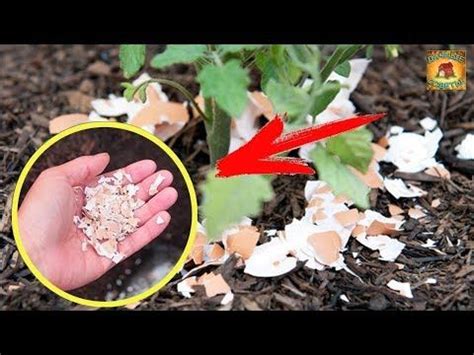 Яичная скорлупа для огорода является незаменимым средством подпитки ...