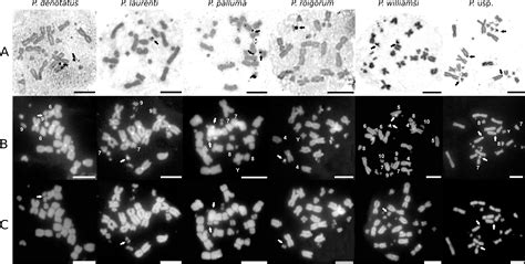 Multiple Sex Chromosome System And Robertsonian Rearrangements Involved In The Chromosome