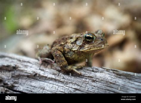 Macro Grumpy Eastern American Toad In Natural Habitat Selective Focus