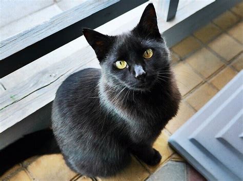 450 Gothic Cat Names Perfect For Black Cats Petpress