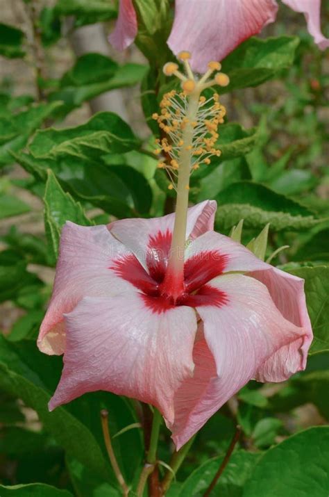 The Nature Concept White And Pink Hibiscus Flower In A Garden Stock