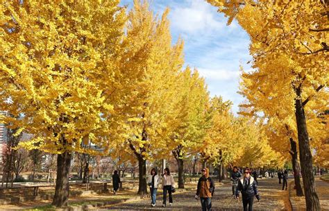 黄色い並木道 イチョウ色づく大阪城公園（写真・画像 1/1） - 産経ニュース