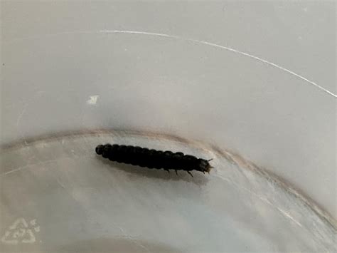 Found this in Denmark. What is it? (14mm long) : r/whatsthisbug
