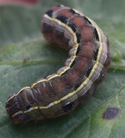 Holes In Tomatoes How To Kill Tomato Fruitworms