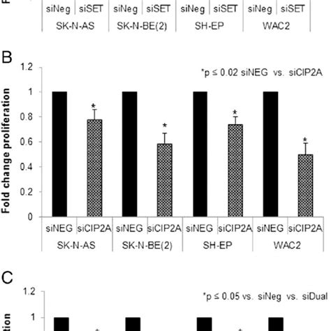 Sirna Knockdown Of I Pp A And Cip A Decreased Cell Proliferation A