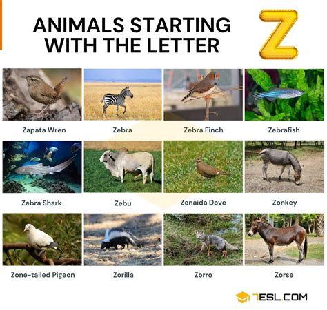 a to z animal list 7